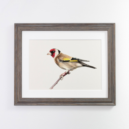 Goldfinch Print – Gilbert - Image 3